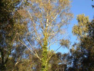 Arbre et for&ecirc;t
