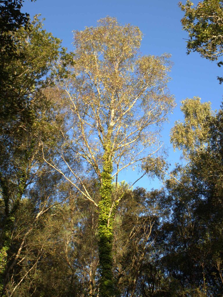 Arbre et for&ecirc;t