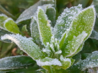 Givre sur plante verte