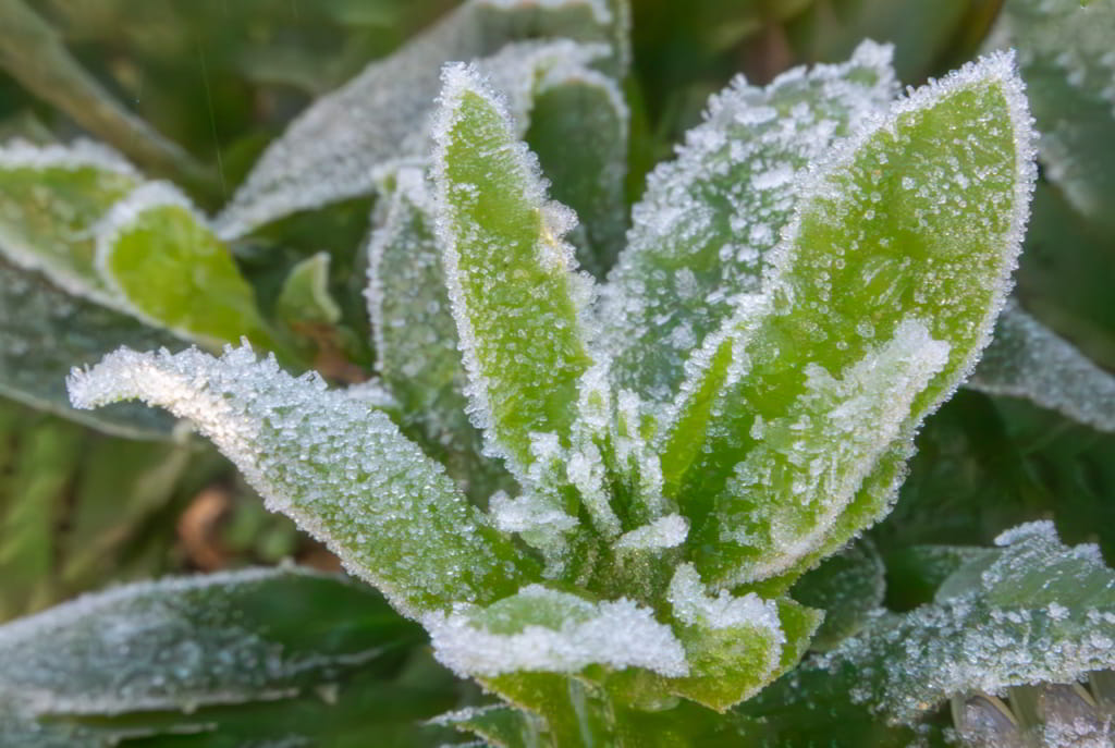Givre sur plante verte