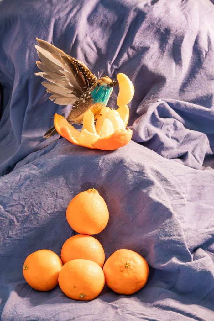 Oranges, oiseau, cl&eacute;mentines, tissu