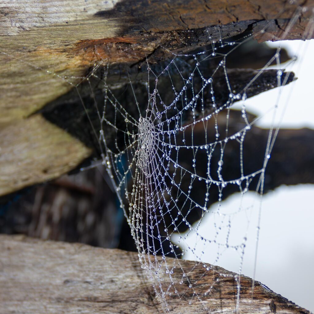 Toile d&rsquo;araign&eacute;e sur &eacute;pave