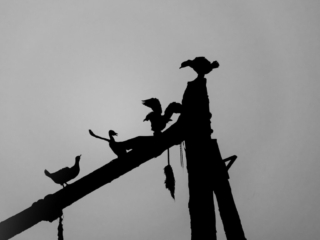 Oiseaux de mer, noir et blanc