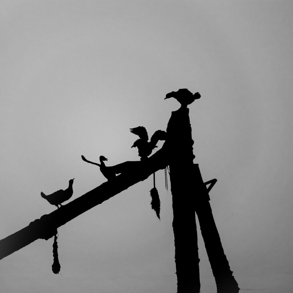 Oiseaux de mer, noir et blanc