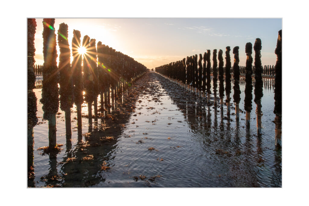 Des rangées de poteaux en bois recouverts d'algues se dressent dans l'eau peu profonde de la marée au coucher du soleil, la lumière du soleil passant à travers, créant des reflets et une lueur chaude sur le sable mouillé.