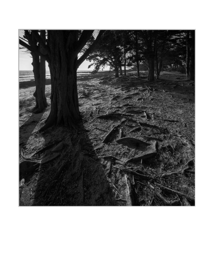 Photo en noir et blanc d'une forêt côtière où de grands arbres projettent de longues ombres sur le sol de la forêt, qui est couvert de racines exposées et de terre sèche. La lumière du soleil filtre à travers les arbres depuis la gauche.