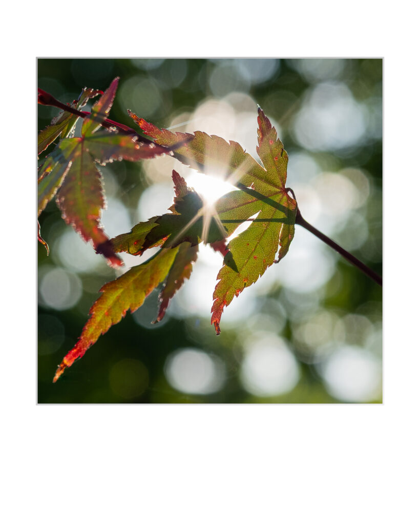 Gros plan d'une feuille d'érable verte et rouge sur une branche, traversée par la lumière du soleil, sur un fond vert flou.