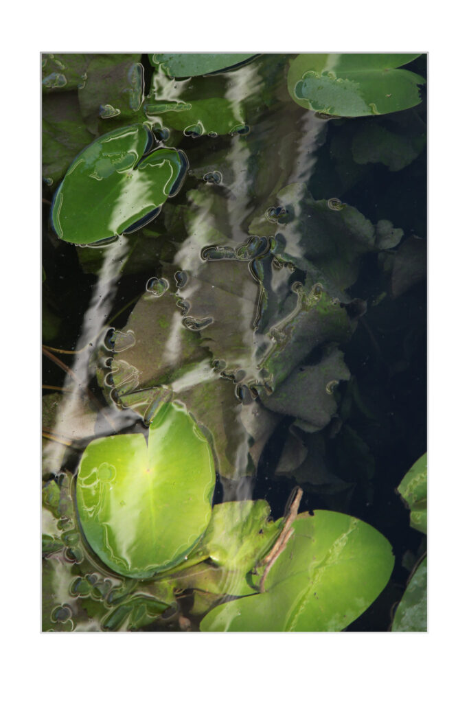 Une grenouille brune est assise sur un nénuphar vert dans un étang, entourée d'autres nénuphars et de feuilles. La lumière du soleil se reflète sur l'eau, créant des traînées lumineuses à la surface.