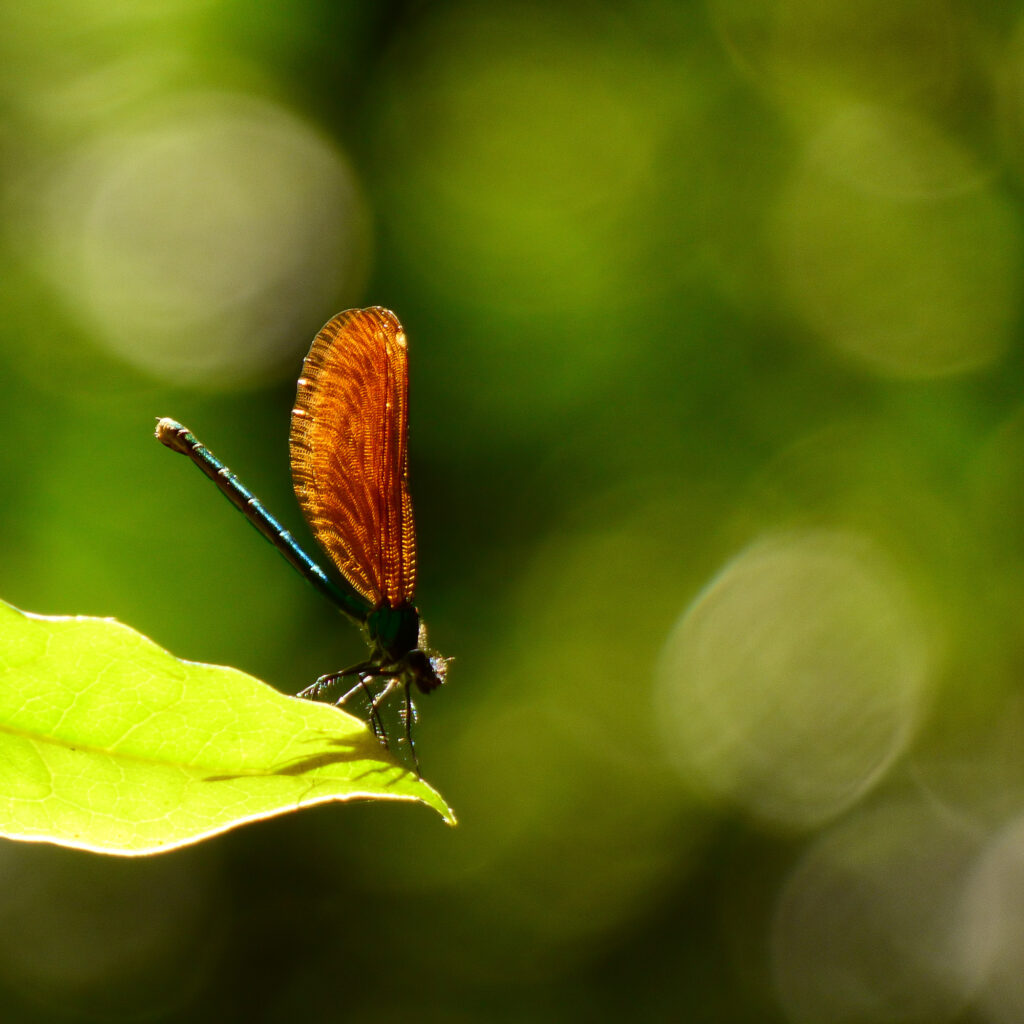 Une libellule aux ailes orange translucides se repose sur le bord d'une feuille d'un vert éclatant, sur un fond flou mêlant le vert et le jaune.