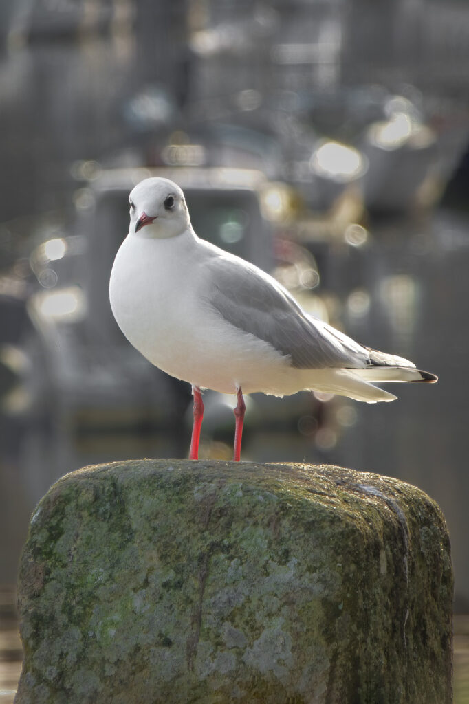 Une mouette au plumage blanc et gris et aux pattes rouges est perchée sur un rocher moussu, avec en arrière-plan des bateaux et de l'eau dont les contours sont flous.