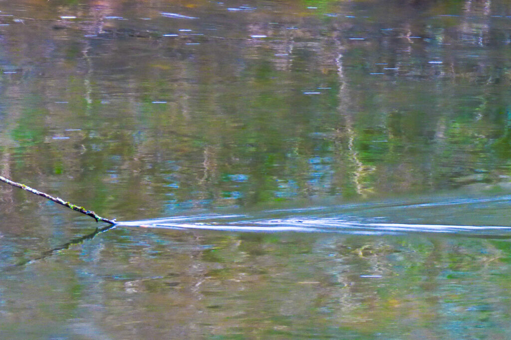Une fine branche s'avance dans l'eau calme, créant une légère ondulation et une ligne blanche à la surface. On aperçoit dans l'eau les reflets de la végétation et du ciel, offrant une scène paisible et naturelle.
