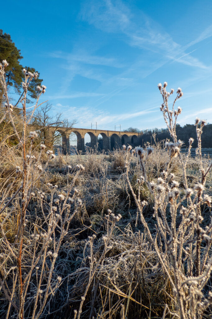 Des plantes recouvertes de givre au premier plan, avec un viaduc ferroviaire en pierre et un ciel bleu en arrière-plan, par une froide matinée d'hiver ensoleillée.