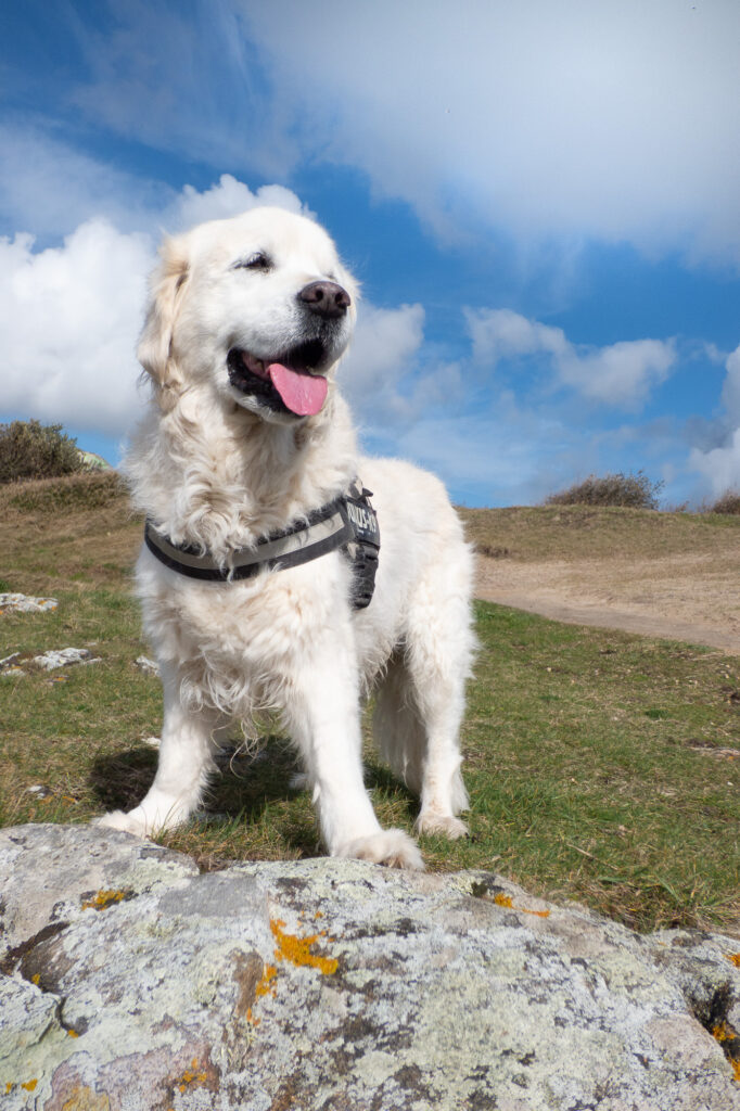 Un chien blanc au pelage duveteux, muni d'un harnais, se tient debout sur une colline herbeuse et rocailleuse, sous un ciel bleu parsemé de nuages, l'air heureux, la langue pendante.