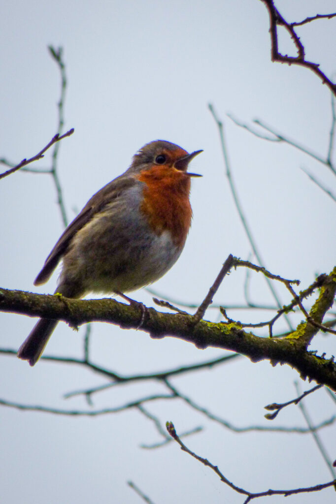 Un petit oiseau à la poitrine rouge-orange et aux ailes gris-brun est perché sur une branche couverte de mousse et chante, avec en arrière-plan des branches nues et un ciel pâle.