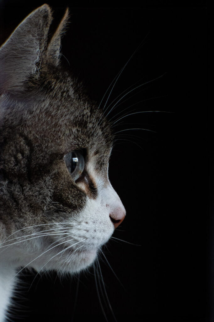 Gros plan de profil d'un chat tigré et blanc sur fond noir, mettant l'accent sur son visage, son œil et ses moustaches.