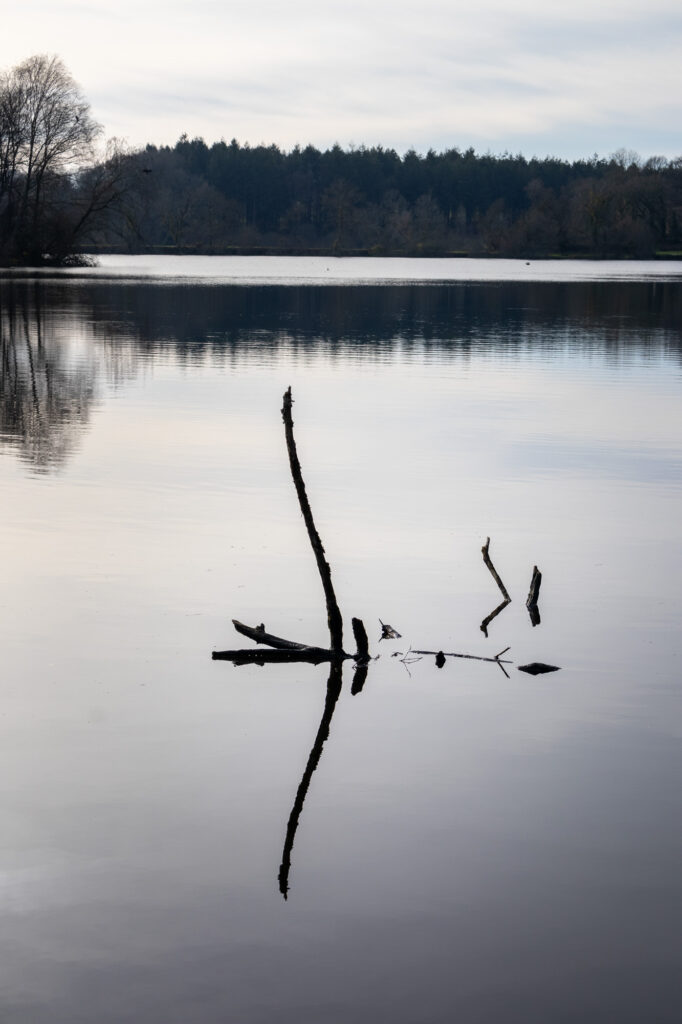 Un lac calme d'où émergent plusieurs branches d'arbres dénudées, dont les reflets se dessinent sur la surface lisse de l'eau. Au loin, des arbres bordent la rive sous un ciel nuageux.