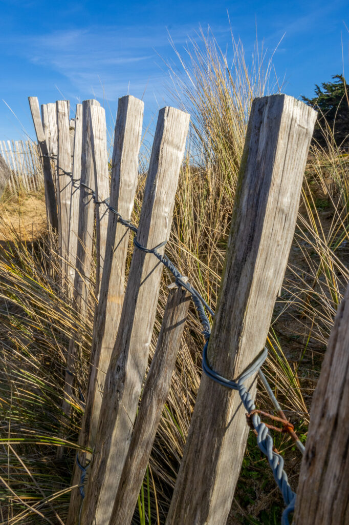 Une clôture en bois patinée, renforcée de fil de fer, serpente à travers de hautes herbes sous un ciel bleu limpide, évoquant un paysage côtier ou dunaire.