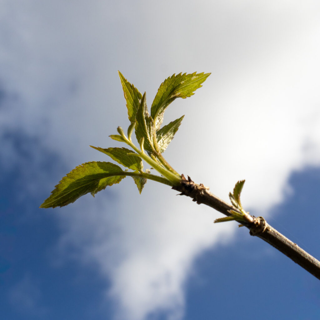 Gros plan sur une branche d'arbre où poussent de jeunes feuilles vertes, avec en arrière-plan un ciel bleu parsemé de nuages blancs.