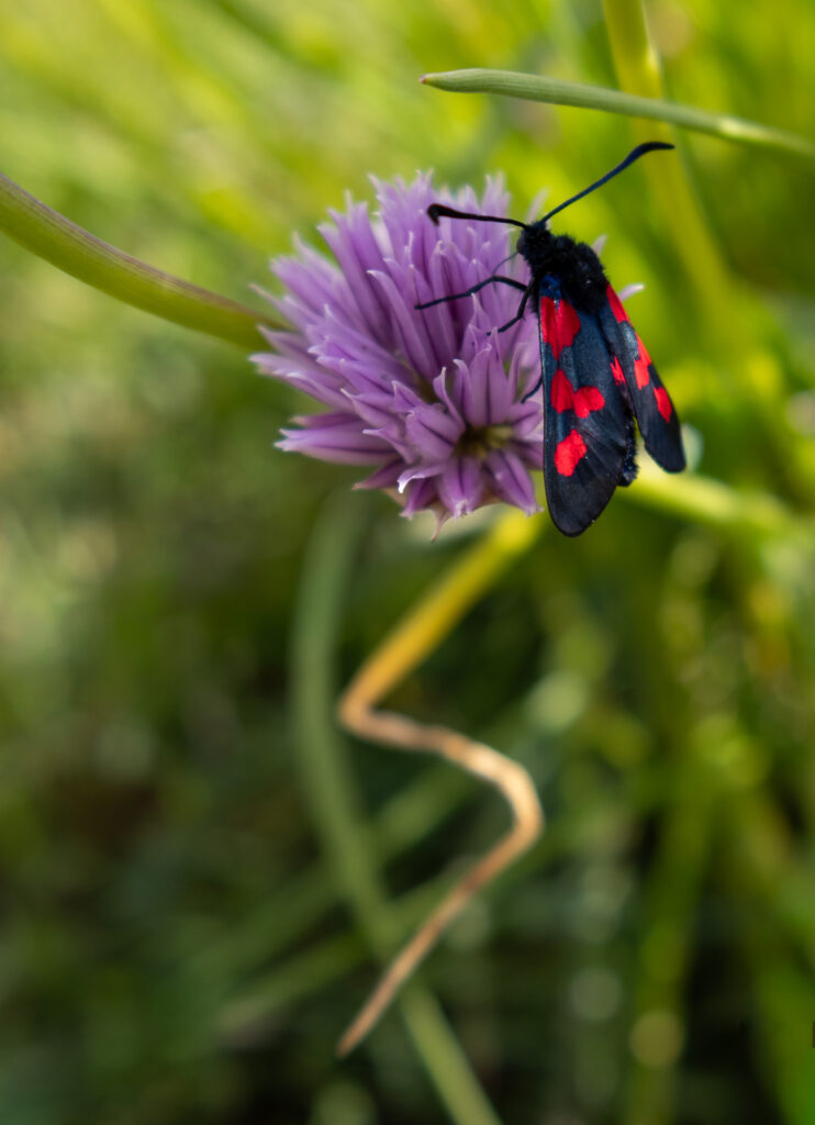 Un papillon de nuit noir tacheté de rouge se pose sur une fleur violette, entouré de feuilles vertes et d'herbe floue en arrière-plan.