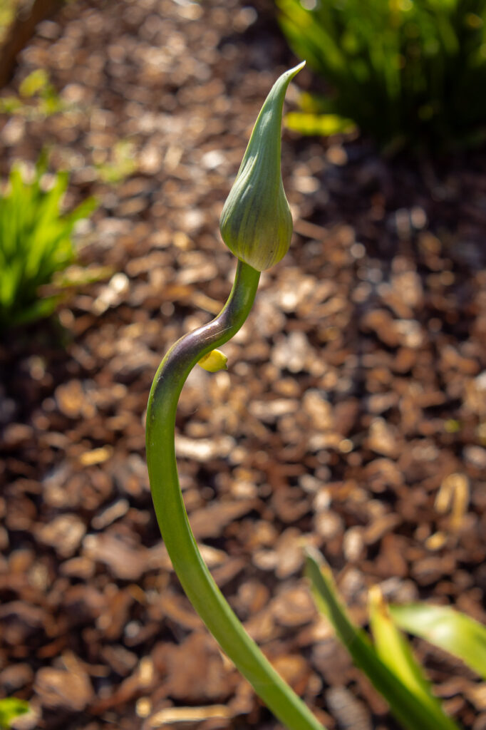 Gros plan sur une tige végétale verte, unique et courbée, surmontée d'un bourgeon pointu, sur fond flou de jardin avec du paillis brun et du feuillage vert.
