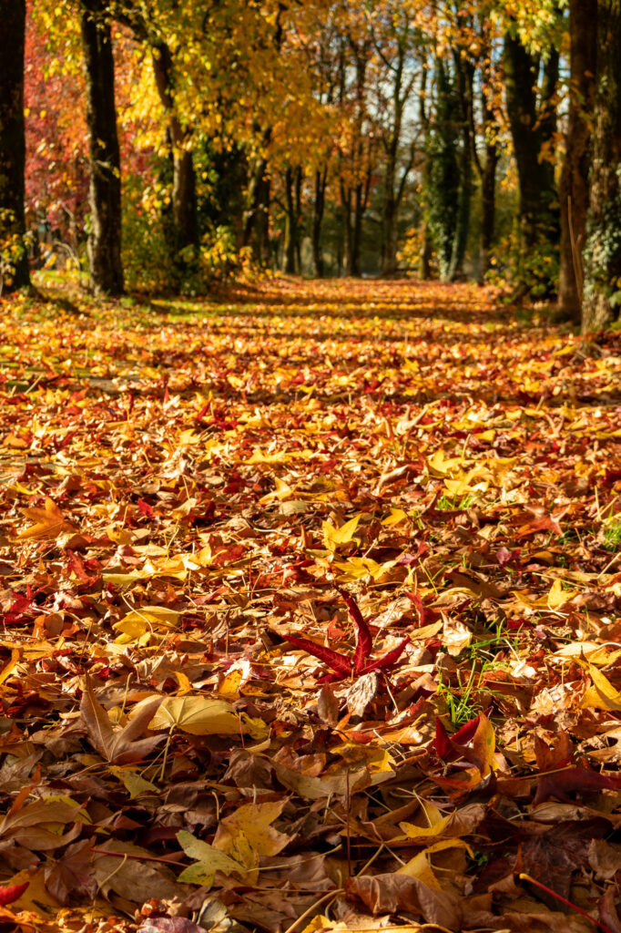 Un sentier forestier recouvert de feuilles d'automne aux couleurs chatoyantes, bordé de part et d'autre d'arbres aux feuillages jaunes, orange et rouges. La lumière du soleil filtre à travers les branches, créant une scène chaleureuse et éclatante.