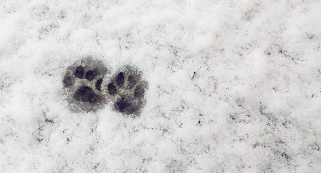 Deux empreintes d'animaux sont visibles côte à côte dans la neige, laissant une empreinte nette sur la surface blanche et texturée. La neige environnante est intacte et recouvre le reste de l'image.