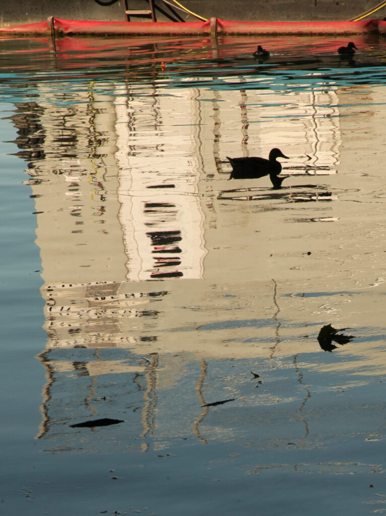 Un canard nage sur une eau ondulée, dans laquelle se reflètent un grand bâtiment blanc et une balustrade rouge. Des feuilles flottantes et des oiseaux nageant sont visibles dans cette scène paisible.