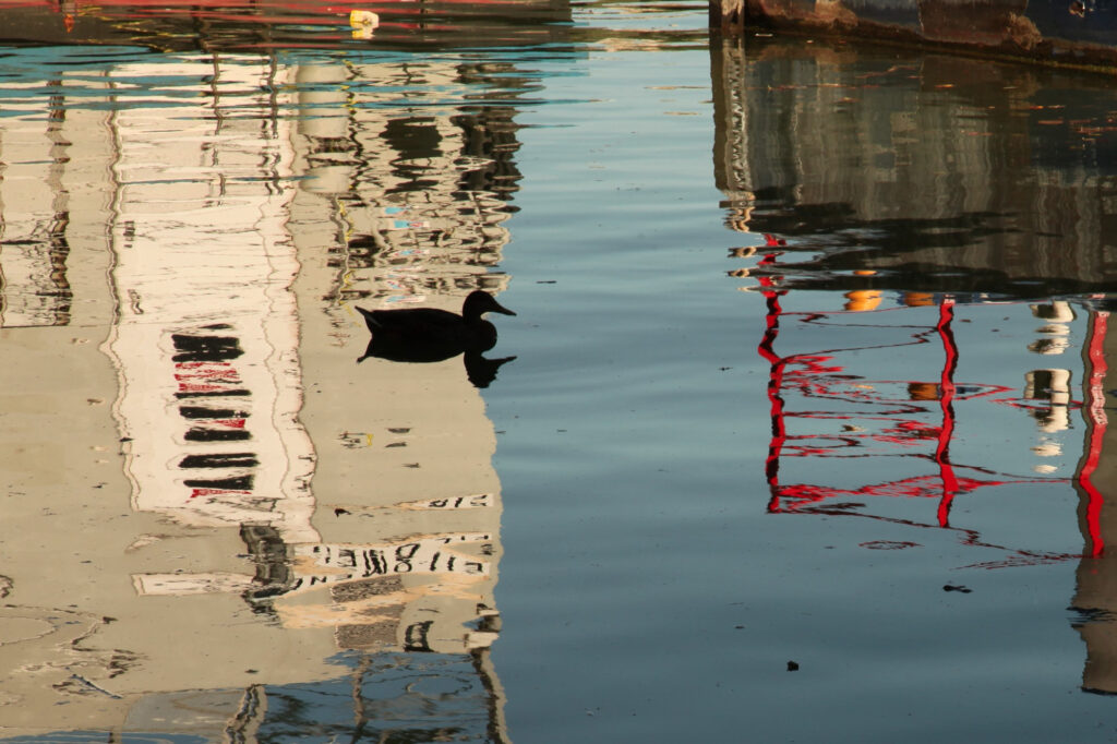 Un oiseau noir nage dans des eaux calmes, entouré des reflets colorés des bâtiments, des murs blancs et des structures rouges, créant ainsi une scène abstraite aux allures picturales.