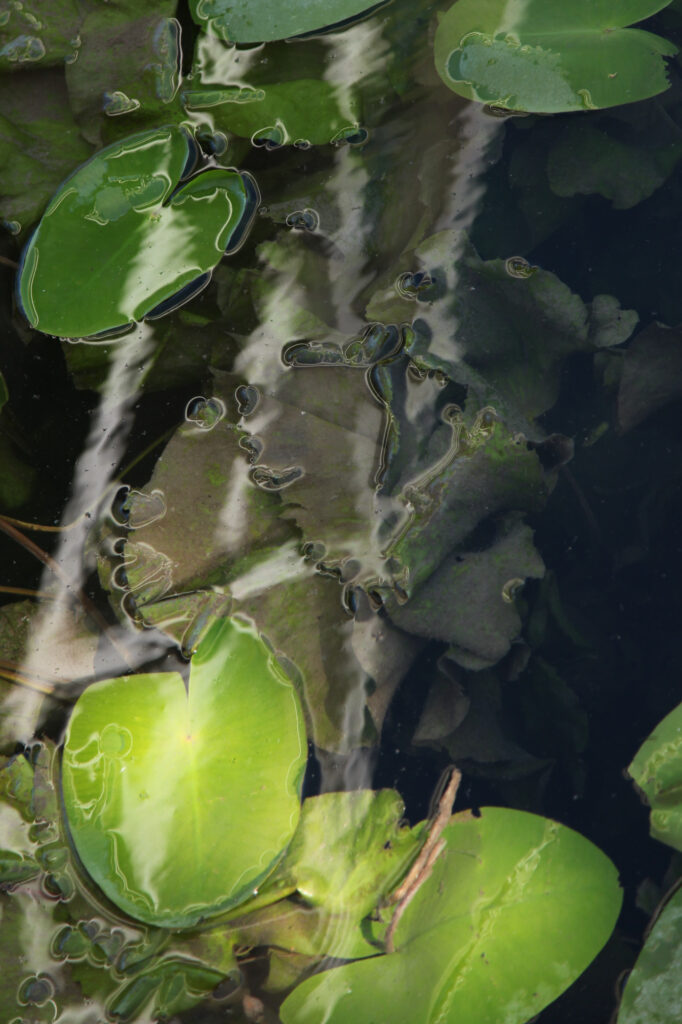 Des nénuphars verts flottent à la surface de l'eau sombre, dont les reflets et les ondulations dessinent des motifs ondulés. On aperçoit quelques feuilles submergées sous l'eau.