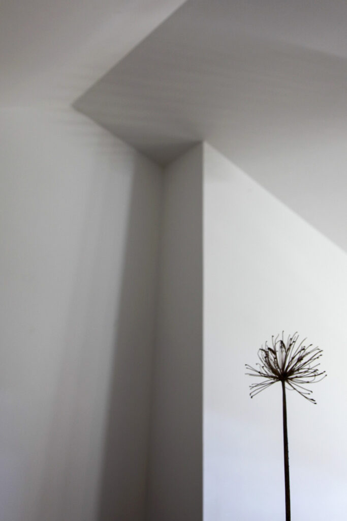 Une fleur séchée isolée se détache sur un mur blanc, au milieu d'ombres et d'angles géométriques nets, créant ainsi une composition minimaliste et abstraite.