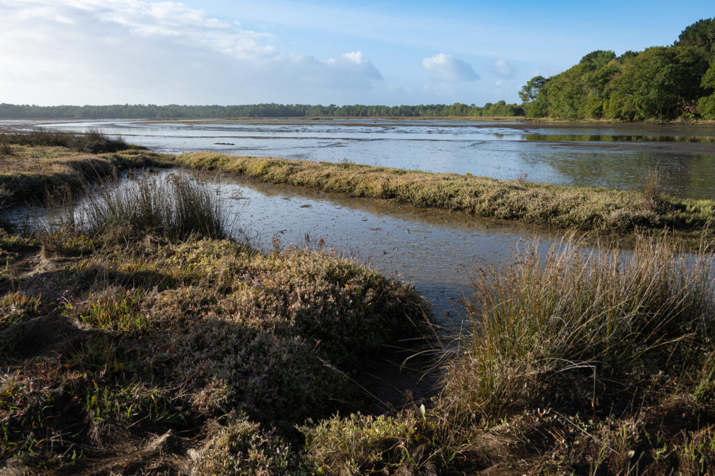 Une zone marécageuse, parsemée de touffes d'herbe et de végétation basse, entoure des eaux calmes et peu profondes sous un ciel bleu parsemé de nuages épars. Des arbres d'un vert intense se profilent à l'horizon, en arrière-plan.