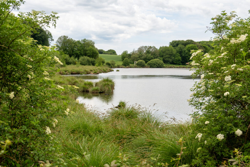 Un lac serein entouré de buissons et d'arbres à la végétation luxuriante, avec des fleurs blanches au premier plan et un ciel nuageux au-dessus. Le paysage est paisible et naturel.