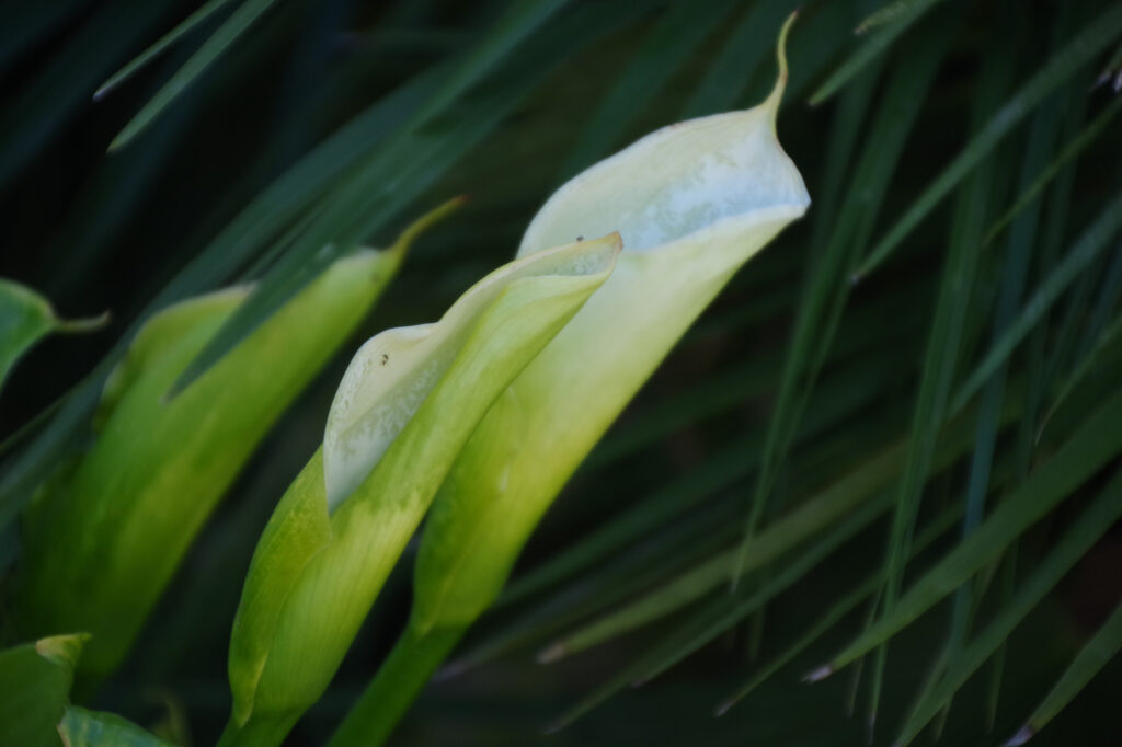 Gros plan sur deux callas vert pâle entourées de longues feuilles étroites vert foncé, sous un éclairage naturel tamisé qui met en valeur la texture délicate des pétales.