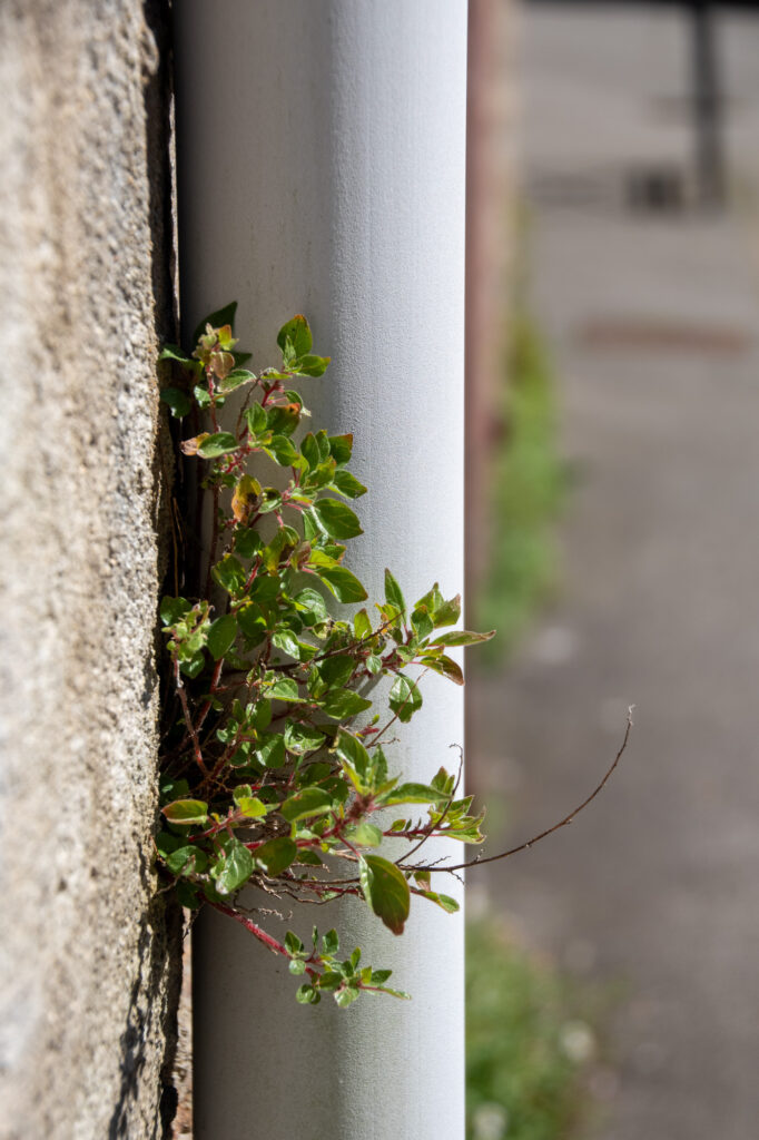 Plante à feuilles vertes poussant entre un mur de pierre et un tuyau métallique blanc, en plein soleil, avec une rue floue en arrière-plan.
