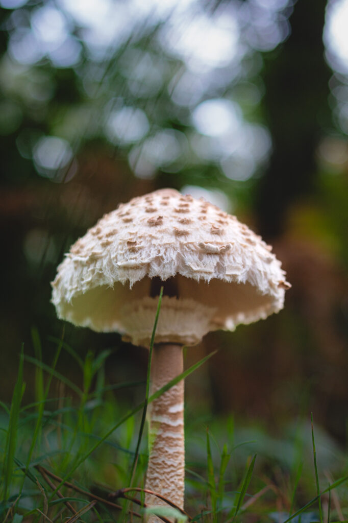 Gros plan sur un champignon blanc au chapeau texturé et écailleux et au pied élancé, poussant au milieu de l'herbe verte, avec une forêt floue en arrière-plan.