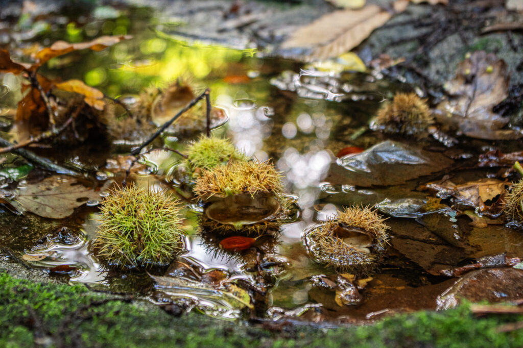 Gros plan sur une petite flaque d'eau dans la forêt, parsemée de bogues de châtaignes, de feuilles mouillées et de reflets de feuillage vert, qui rend bien l'atmosphère naturelle d'une scène automnale en forêt.
