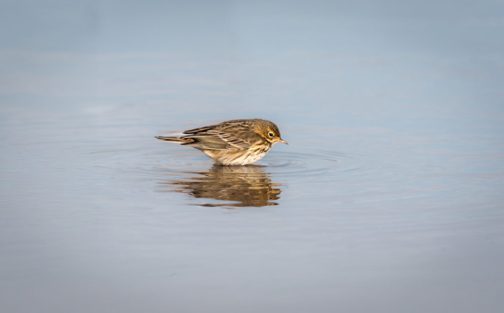 Un petit oiseau brun et blanc se tient dans l'eau peu profonde, créant de légères ondulations autour de ses pattes, tandis que son reflet se dessine sur la surface calme.