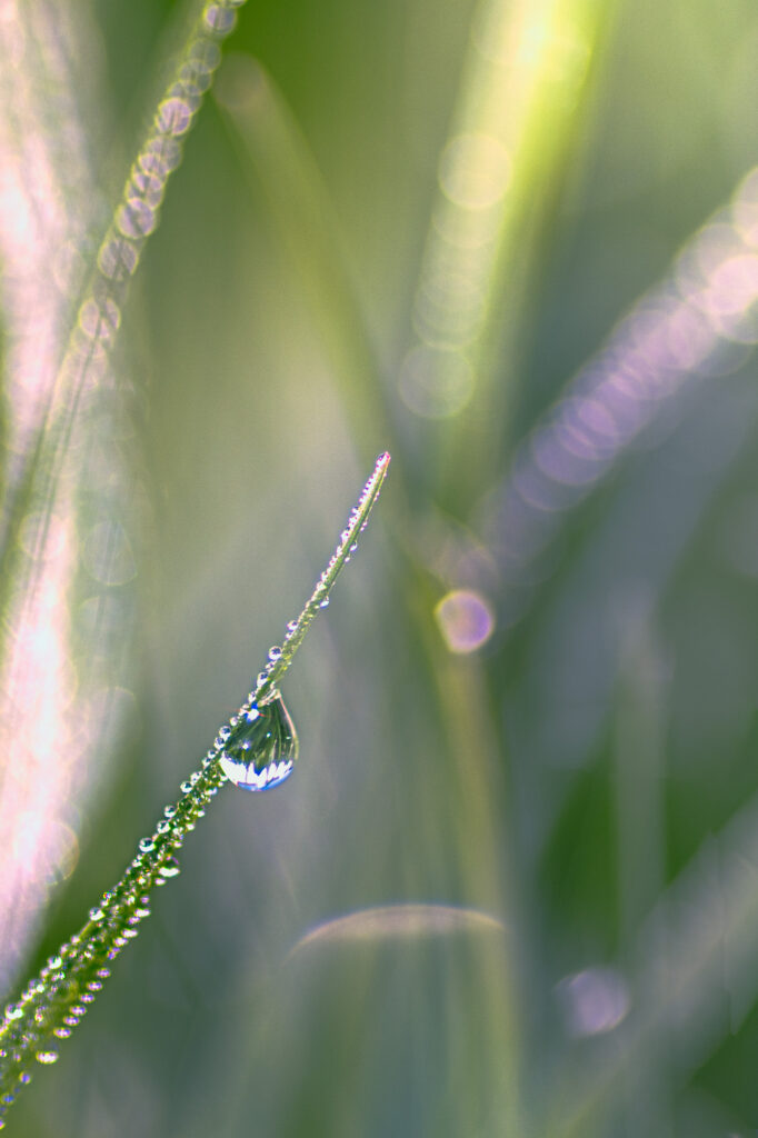 Gros plan sur un brin d'herbe portant une goutte de rosée à son extrémité, entouré d'autres brins recouverts de minuscules gouttelettes. L'arrière-plan est légèrement flou, dans des tons verts et clairs, créant une atmosphère onirique et fraîche, typique d'un matin.