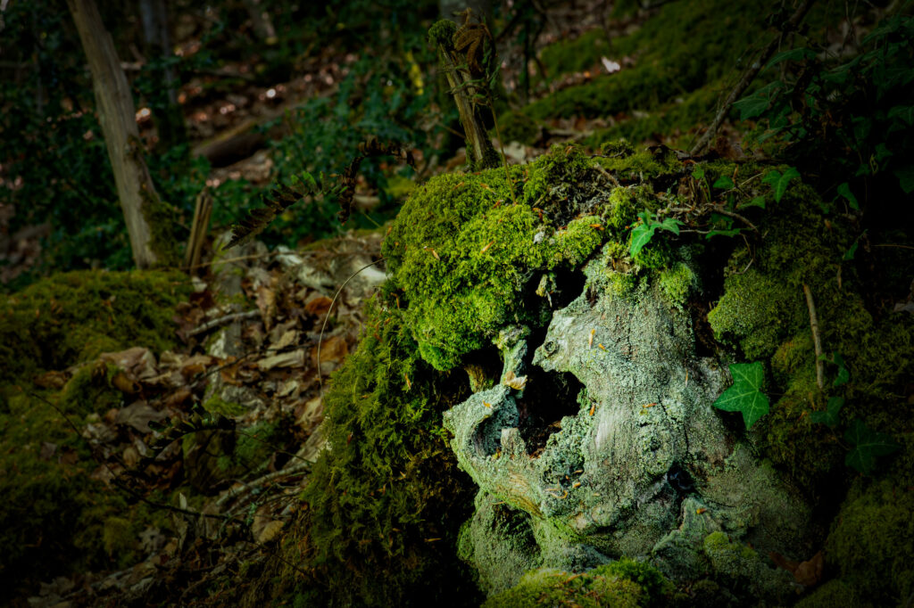 Une souche d'arbre recouverte de mousse dans une forêt, dont la surface érodée rappelle le profil d'un visage humain, entourée de feuilles mortes, avec de la végétation en arrière-plan.