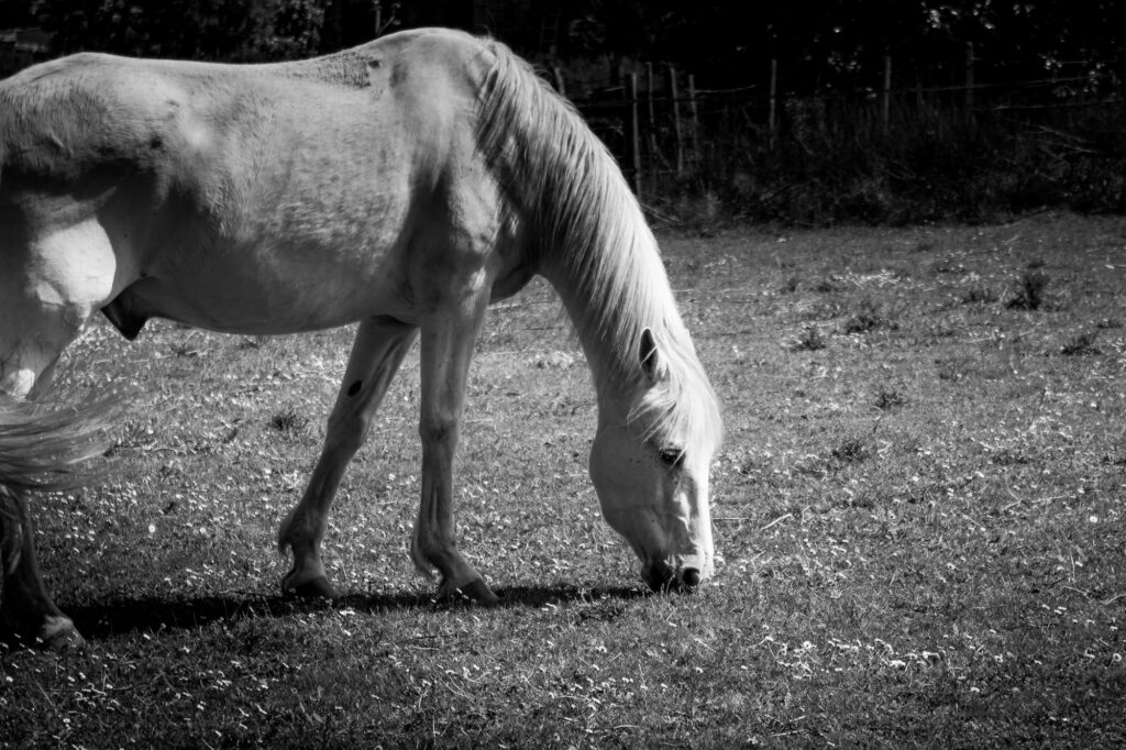 Un cheval blanc à la longue crinière broute l'herbe dans un champ. La photo est en noir et blanc ; on aperçoit des arbres et une clôture à l'arrière-plan.