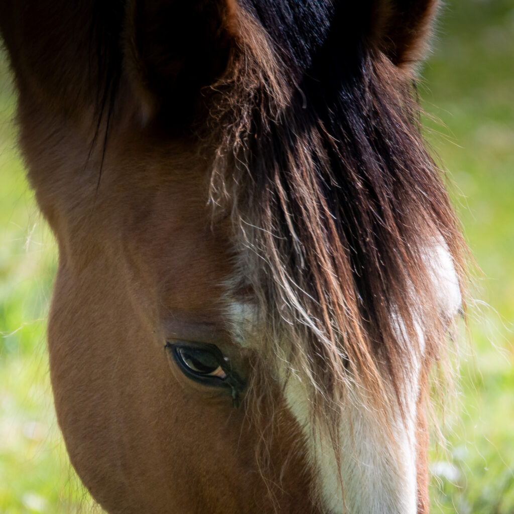 Gros plan sur le visage d'un cheval brun orné d'une rayure blanche, mettant en avant son œil et une partie de sa crinière, sur un fond vert flou.