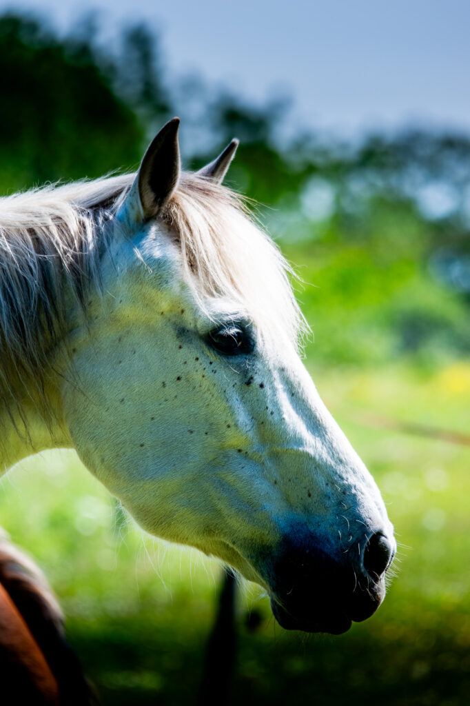 Gros plan de profil d'un cheval blanc à la crinière claire, debout en plein air dans un pré verdoyant baigné de soleil, avec en arrière-plan des arbres et du feuillage flous.