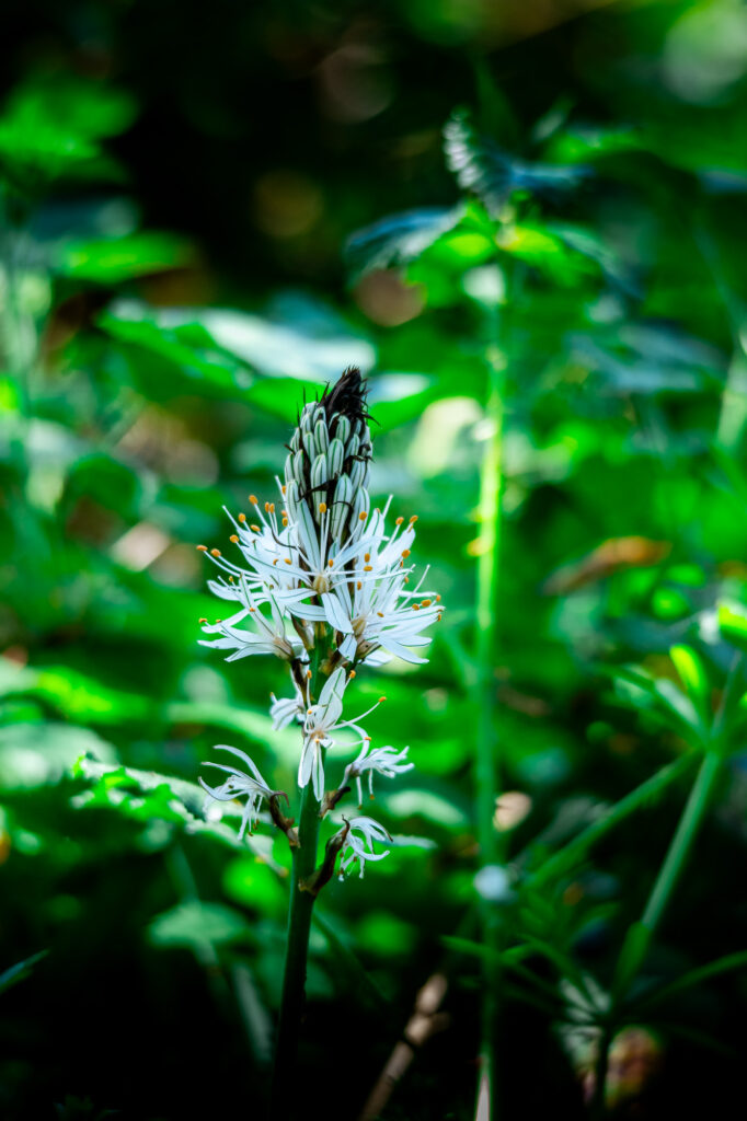 Une fleur blanche isolée, aux pétales longs et fins et aux étamines aux extrémités jaunes, se détache sur un fond de feuillage verdoyant et luxuriant, dans un cadre naturel baigné de soleil.