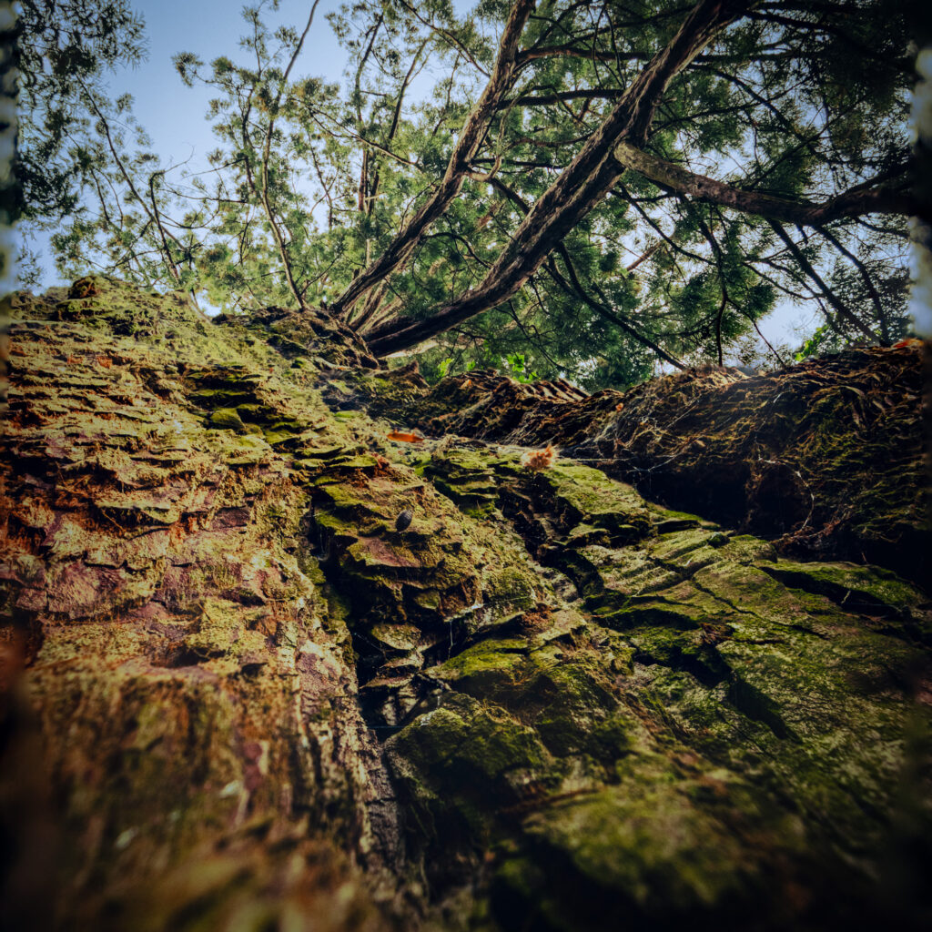 Gros plan sur le tronc d'un grand arbre à l'écorce rugueuse et texturée, recouverte de mousse verte, dont les branches s'étendent vers le ciel et dont le feuillage forme une canopée au-dessus.