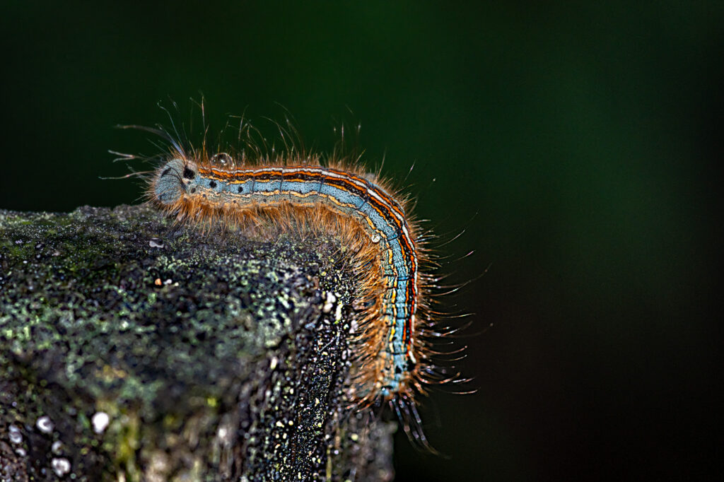 Gros plan sur une chenille velue aux rayures bleues et orange rampant sur le bord d'un rocher sombre recouvert de mousse, sur un fond vert foncé flou.