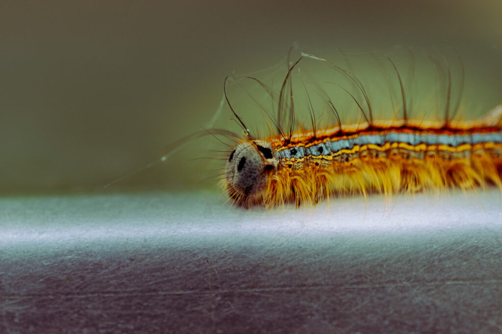 Gros plan sur une chenille duveteuse, orange et jaune, dotée de longues soies ressemblant à des cheveux, rampant sur une surface lisse et métallique, sur un fond verdâtre flou.