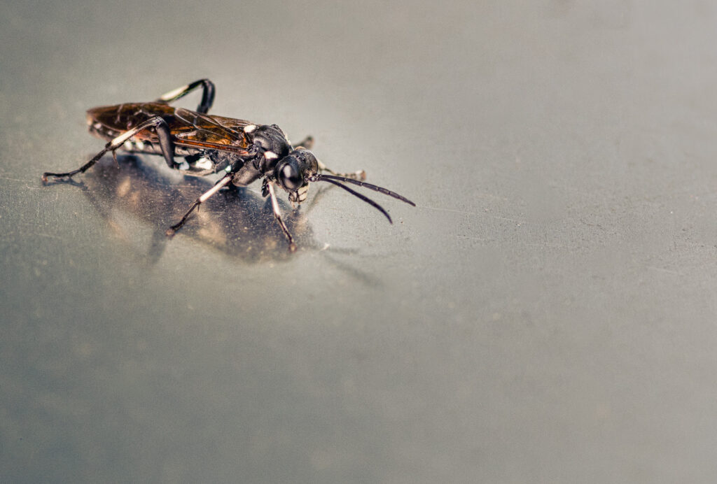 Gros plan sur une guêpe noire aux ailes transparentes posée sur une surface lisse et réfléchissante. Le corps et les antennes de la guêpe sont parfaitement nets, tandis que l'arrière-plan est flou.