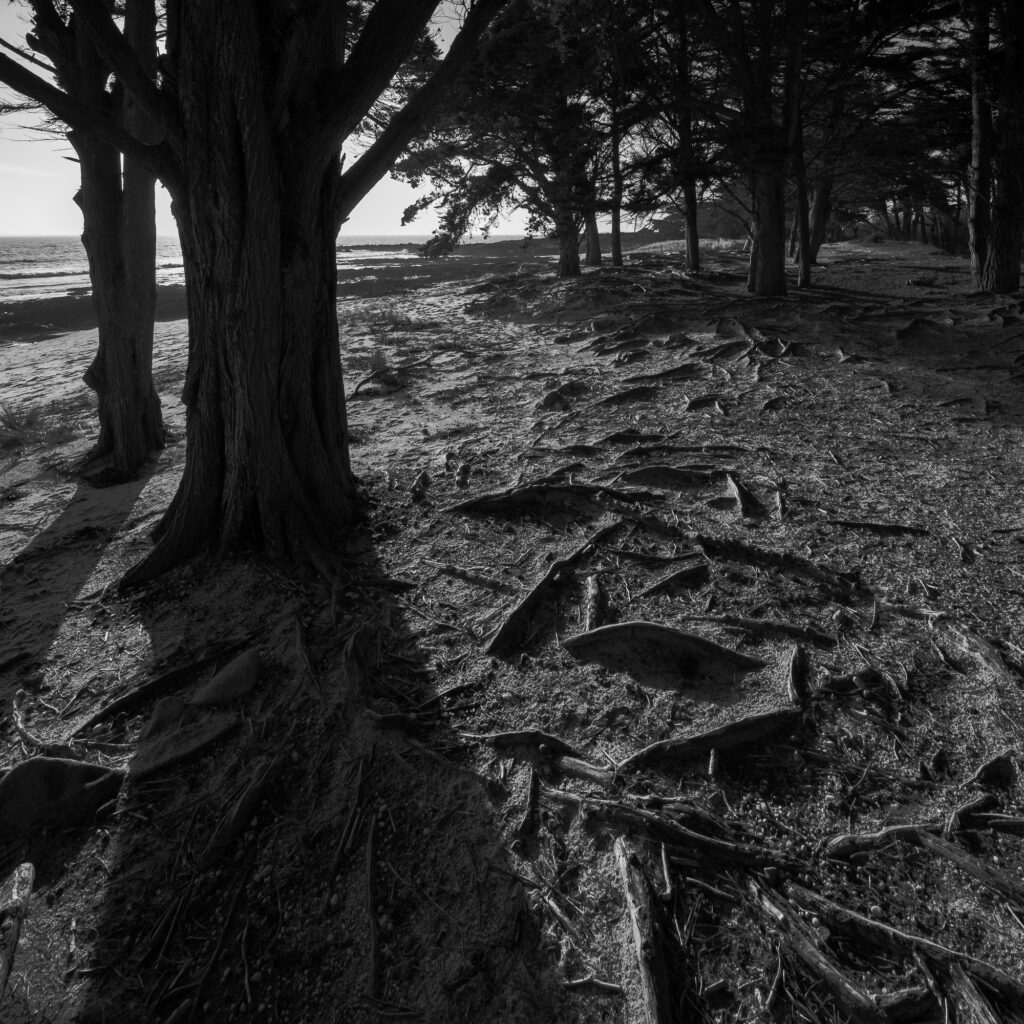 Image en noir et blanc d'une forêt côtière où de grands arbres projettent de longues ombres sur le sol. On y distingue des racines à nu et un sol texturé, avec l'océan et l'horizon en arrière-plan.